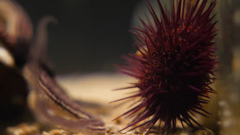 Close-shot-of-an-urchin-and-starfish-in-an-aquarium